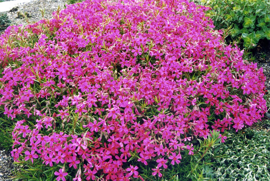 Phlox subulata var setacea en fleurs sur des affleurements rocheux dans l'est des États-Unis